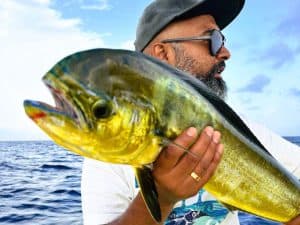 MahiMahi bull curacaofishing